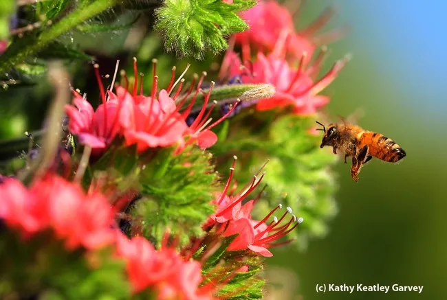 Honey bee in flight. (Photo by Kathy Keatley Garvey)