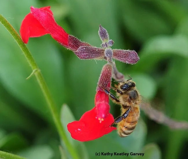 Honey bee gathering nectar from a carpenter bee's pierced hole in the long tube of a salvia. (Photo by Kathy Keatley Garvey)