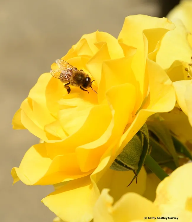 Honey bee foraging on a yellow rose, "Sparkle and Shine!" (Photo by Kathy Keatley Garvey)