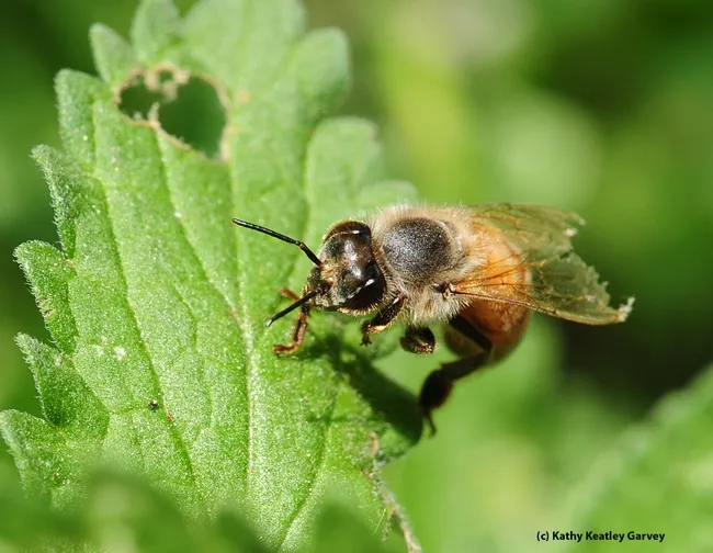 Tattered wings of a honey bee. (Photo by Kathy Keatley Garvey)