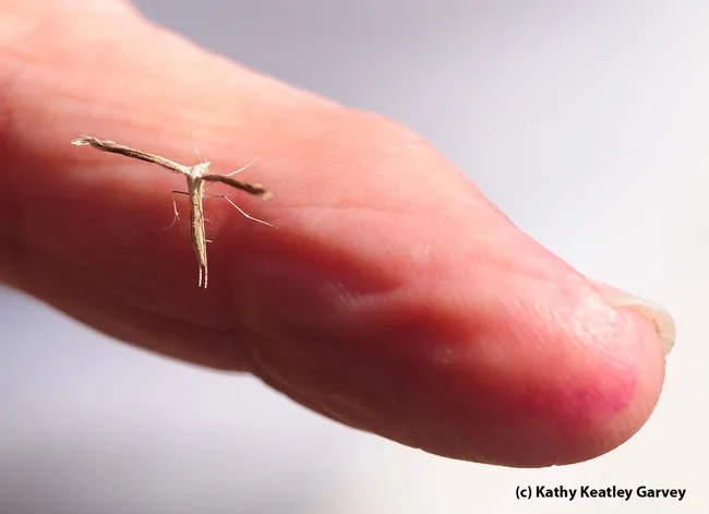 This moth, detected in the UC Davis Arboretum, is a Plume Moth, family Pterophoridae. "It has a very characteristic way of folding its wings lengthwise and holding them perpendicular to the body," said Robbin Thorp, UC Davis emeritus professor of entomology. (Photo by Kathy Keatley Garvey)