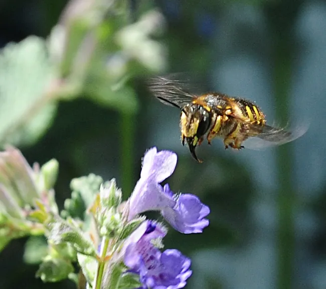 European wool carder bee darts through catmint. (Photo by Kathy Keatley Garvey)