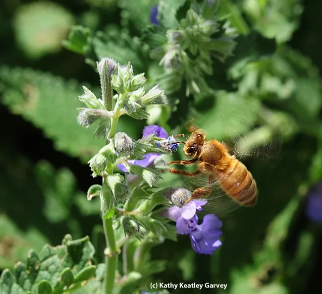 Honey bee heading for a catmint (Nepeta) patch. (Photo by Kathy Keatley Garvey)