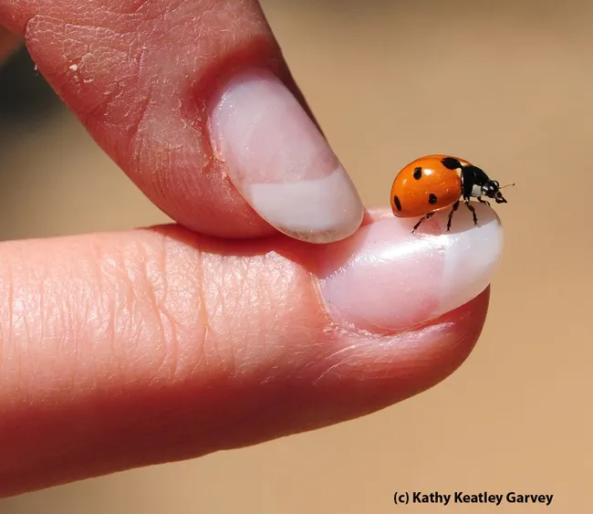 When a ladybug lands on you, it's considered good luck. A gentle push and this one took flight. (Photo by Kathy Keatley Garvey)