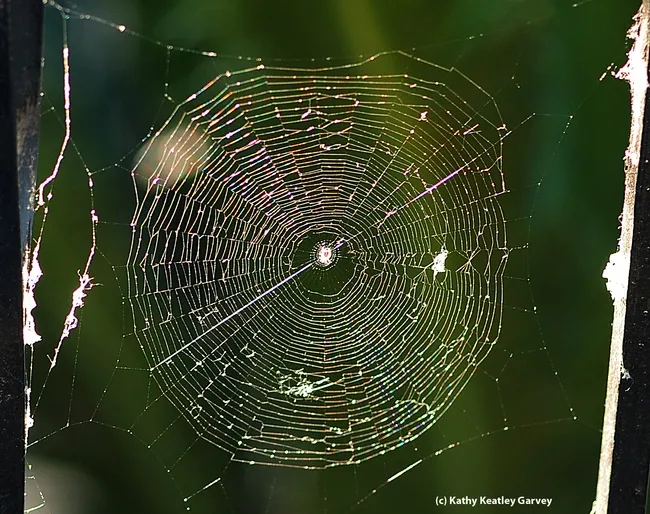 Backlit by the morning sun, a spider web glows, glistens and glitters. (Photo by Kathy Keatley Garvey)