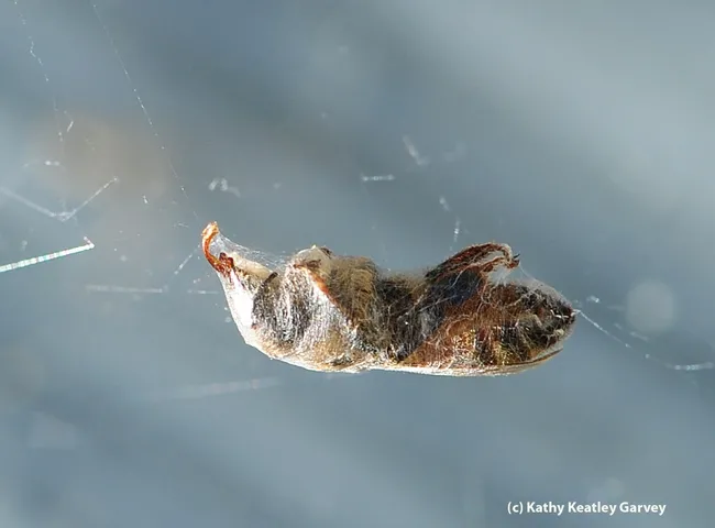 A spider's dinner, all wrapped and ready to eat: a honey bee. (Photo by Kathy Keatley Garvey)