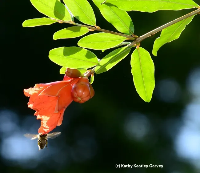 The nectar of the gods. (Photo by Kathy Keatley Garvey)