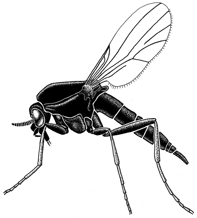 No-see-um, 70 times life size. (Illustration by Lynn Kimsey)