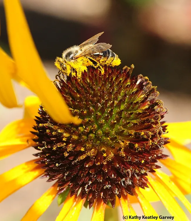 Honey bee covered with pollen; she is on a yellow coneflower, Echinacea paradoxa. (Photo by Kathy Keatley Garvey)