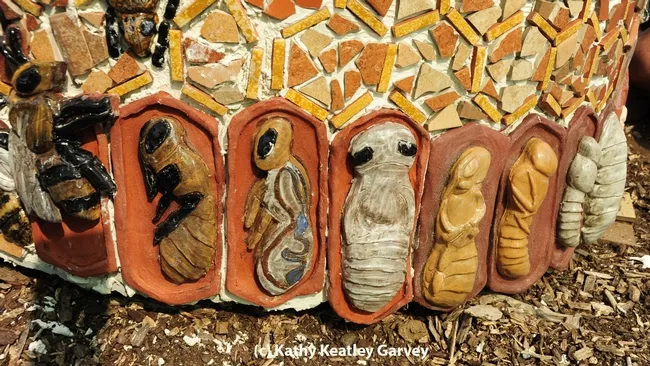 The life cycle of the honey bee. (Photo by Kathy Keatley Garvey)
