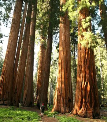 Fig. 1a. Coastal Redwood.