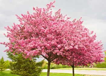 Figure 1c. Western redbud