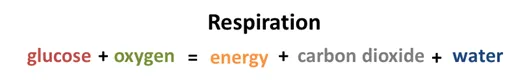Figure 4. Simple equation describing the molecules required for respiration and its products.