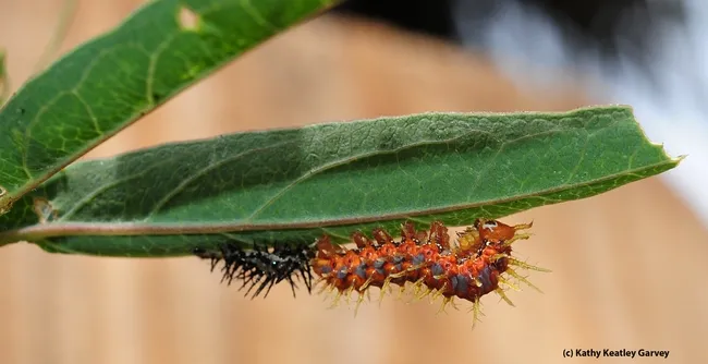 Two stages of caterpillars. (Photo by Kathy Keatley Garvey)