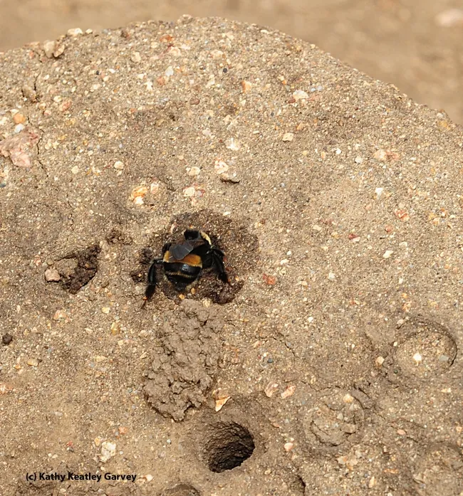 A female digger bee finishes her nest. (Photo by Kathy Keatley Garvey)