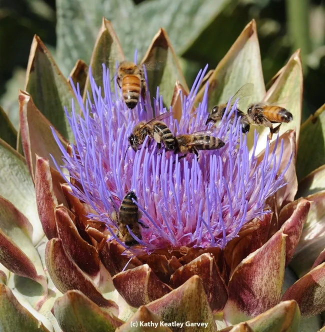 You can't see the forest for the bees. (Photo by Kathy Keatley Garvey)