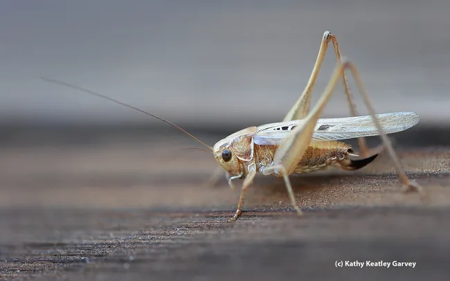 A katydid, or "long-horned grasshopper," from family Tettigonliidae. (Photo by Kathy Keatley Garvey)