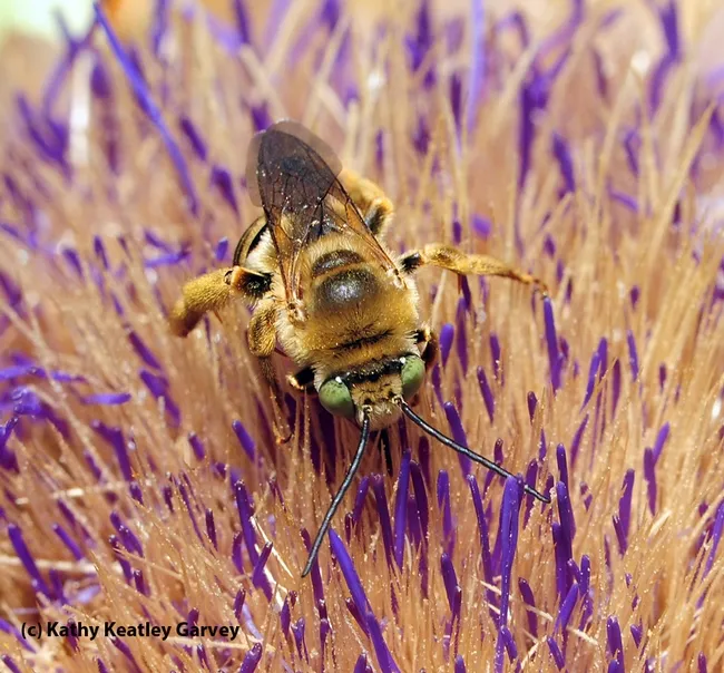 A male long-horned sunflower bee, Svastra obliqua expurgata. (Photo by Kathy Keatley Garvey)