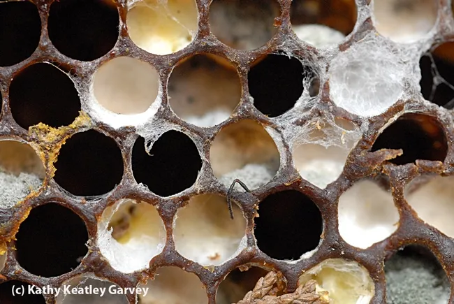 Colony collapse disorder--the bee antenna tells it all. (Photo by Kathy Keatley Garvey)