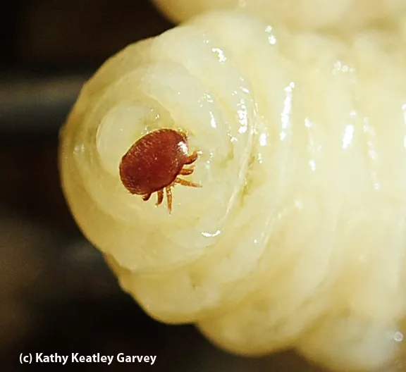 Close-up of varroa mite on drone pupa. (Photo by Kathy Keatley Garvey)