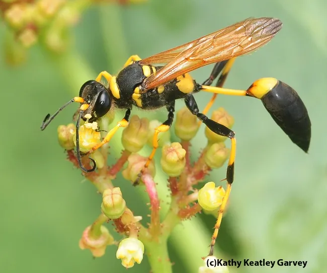 Mud dauber wasp, Sceliphron caementarium. (Photo by Kathy Keatley Garvey)
