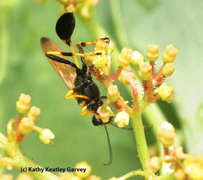 Note the thin waist of the mud dauber, Sceliphron caementarium. (Photo by Kathy Keatley Garvey)