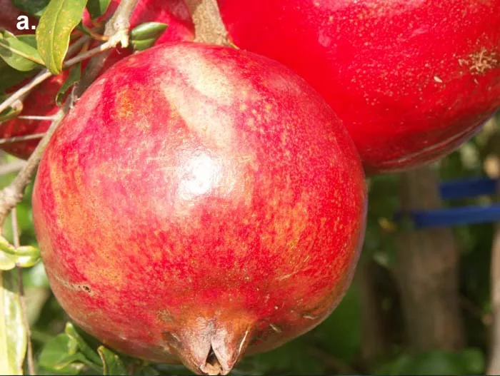 Figure 5a. Pomegranate exposed to sun with consistent deep red rind coloration. Photo courtesy of J. Moersfelder, USDA Germplasm Repository, Davis CA
