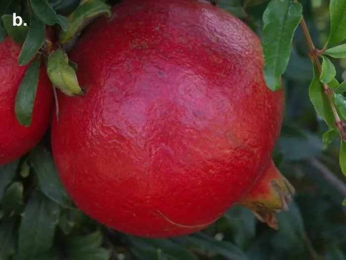 Figure 5b. A shaded pomegranate with green patches on the rind. Photo courtesy of J. Moersfelder, USDA Germplasm Repository, Davis CA