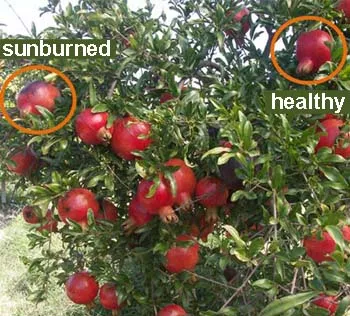 Fig. 7. Pomegranate tree with sunburned fruit exposed to excessive light in the outer canopy & healthy fruit in the interior. Photo by J. Moersfelder