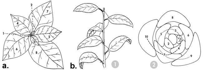Figure 9. Illustration of opposite branch placement. a) and c) are views from above.