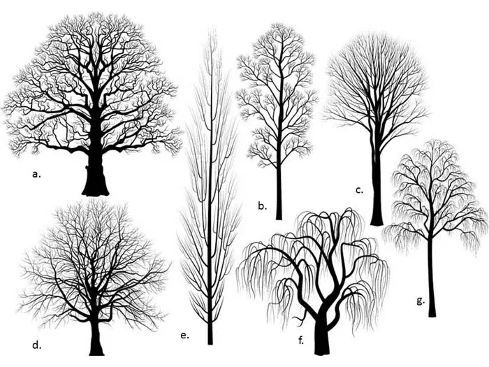 Figure 10. Silhouettes of trees with a wide range of branch angles and apical dominance.