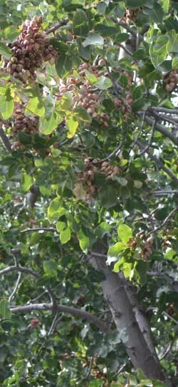 Figure 12. Mature pistachios, ready for harvest. Photo by Louise Ferguson, Kern Co. 2010
