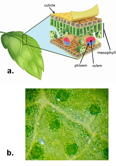 Figure 3. a) Cross section of a leaf showing the cuticle, xylem, phloem, and mesophyll cells. b) underside of a leaf (dark regions are stomata).