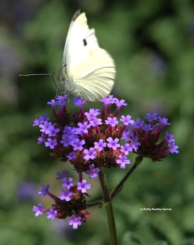 This one got away. (Photo by Kathy Keatley Garvey)