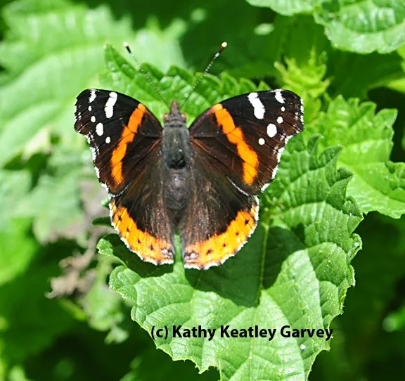 A Red Admiral at the Berkeley Marina. (Photo by Kathy Keatley Garvey)