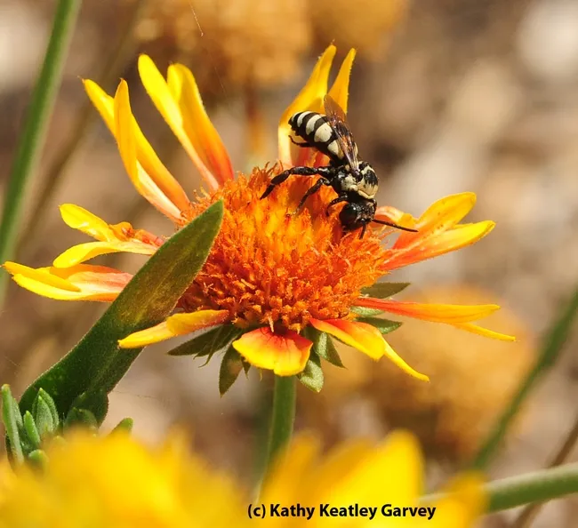 A male cuckoo bee, Triepeolus concavus, on a blanket flower (Gaillardia). (Photo by Kathy Keatley Garvey)