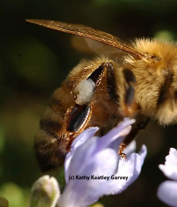 Close-up of white pollen. (Photo by Kathy Keatley Garvey)