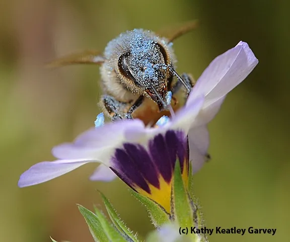 Blue pollen from a bird's eye blossom. (Photo by Kathy Keatley Garvey)