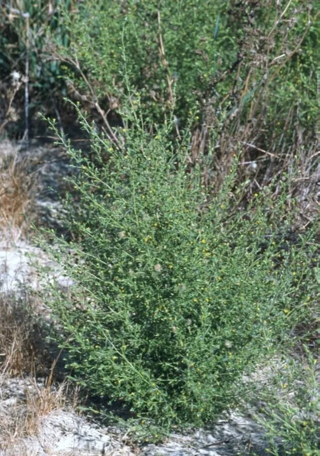 stinkwort R Brownsey CWSSJ 2013