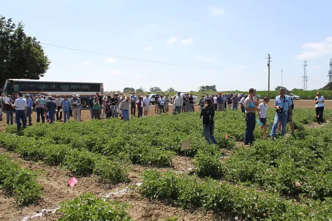 Weed Day 2011 tomato