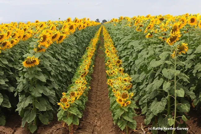 A spectacular sunflower field. (Photo by Kathy Keatley Garvey)