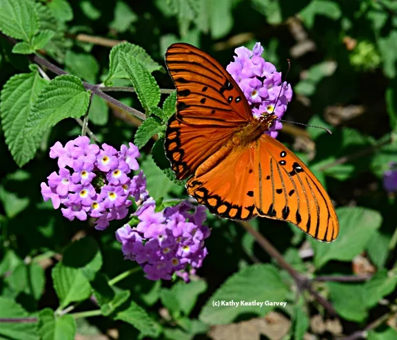 Gulf Fritillary butterfly on lantana. (Photo by Kathy Keatley Garvey)