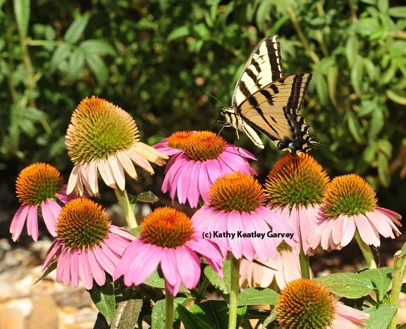 Western tiger swallowtail on a purple coneflower. (Photo by Kathy Keatley Garvey
