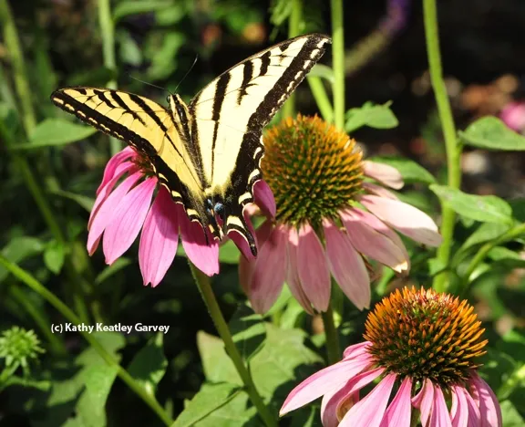 Western tiger swallowtail spreads its wings. (Photo by Kathy Keatley Garvey