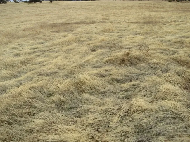 2013 06 CWSSResearch Medusahead