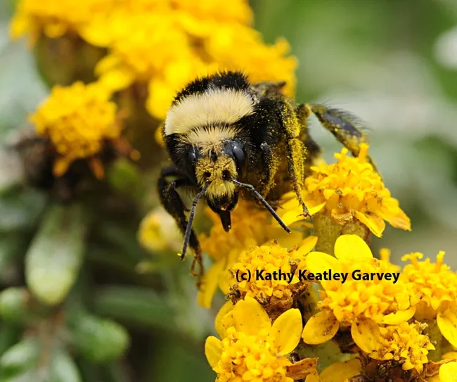 Close-up of bumble bee, vosnesenski. (Photo by Kathy Keatley Garvey)