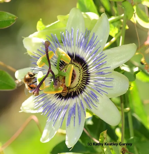 From the top, the passion flower blossom looks like an intricate merry-go-round. (Photo by Kathy Keatley Garvey)