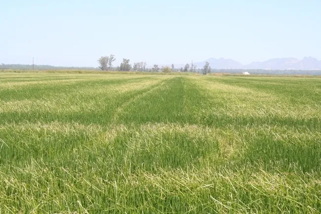 Propanil resistant sedge Espino