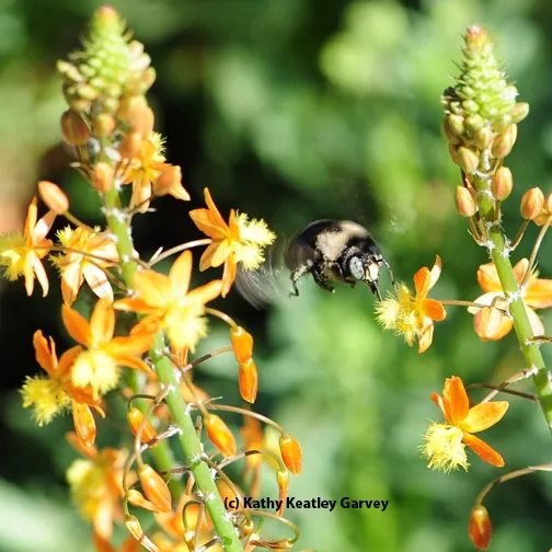 Male mountain carpenter bee, Xylocopa tabaniformis orpifex, caught in flight. (Photo by Kathy Keatley Garvey)