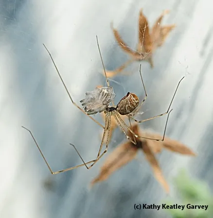 All wrapped up--a cellar spider nabs another cellar spider. (Photo by Kathy Keatley Garvey)